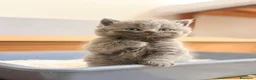 Scottish gatti in vendita: Gattini Scottish  a Provincia di Reggio Emilia - Annuncio 9