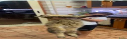 Maine Coon gatti in vendita: Cuccioli mainecoon a Città metropolitana di Reggio Calabria - Annuncio 5