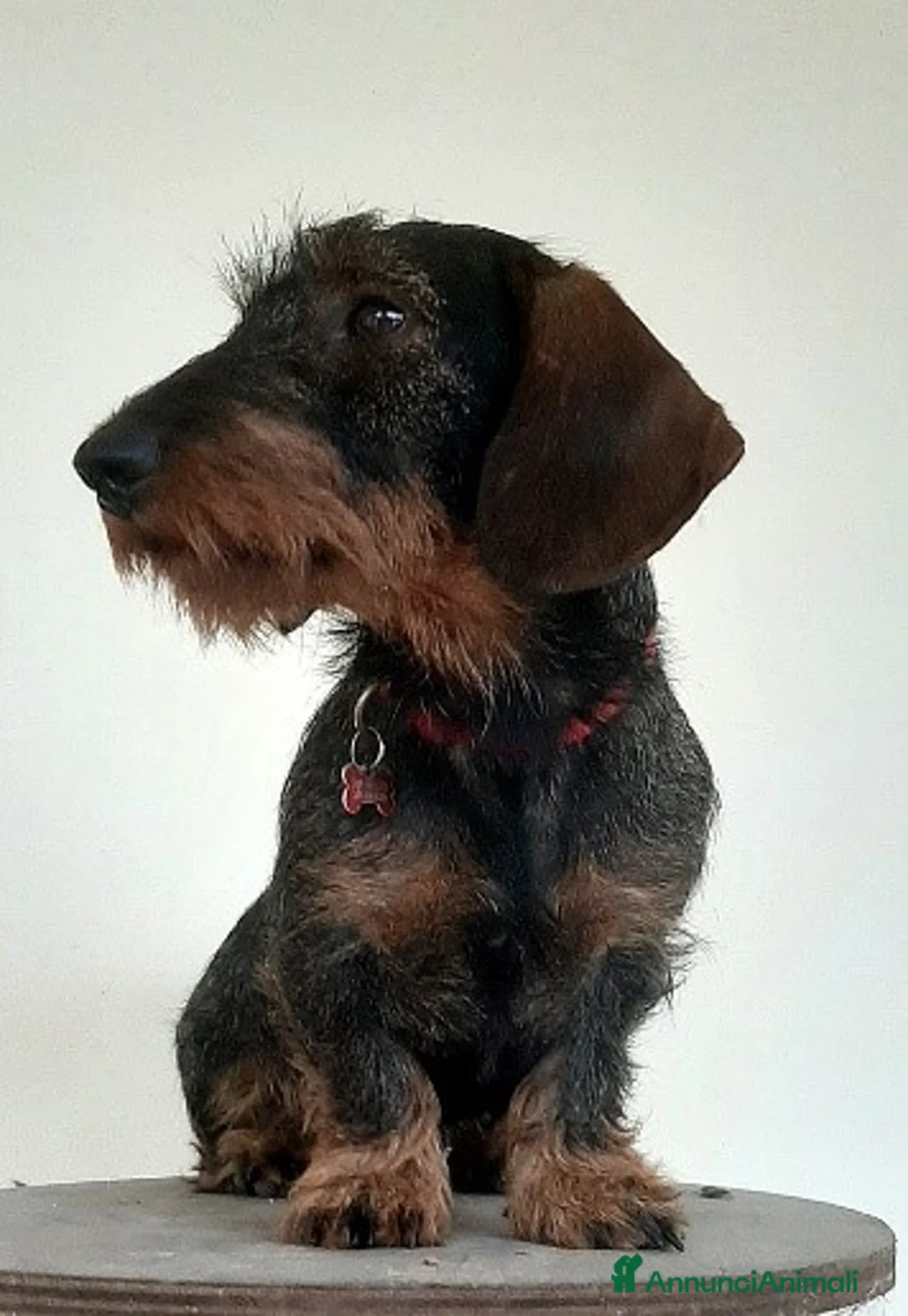 Bassotto cani in vendita: Cuccioli di bassotto tedesco a pelo forte - Annuncio 11