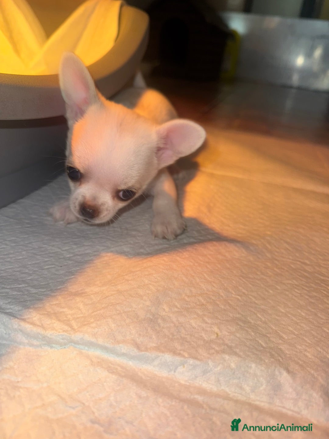 Chihuahua cani in vendita: Cucciole di chihuahua - Annuncio 9