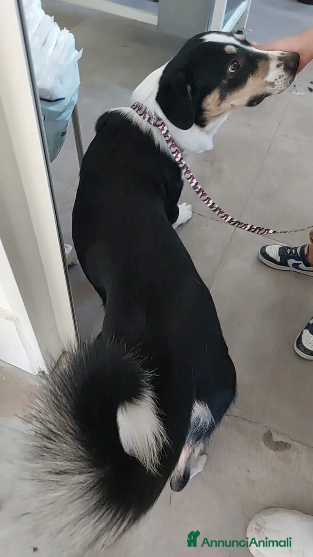 Meticcio cani in regalo: meraviglioso Pablo va d'accordo col mondo - Annuncio 4