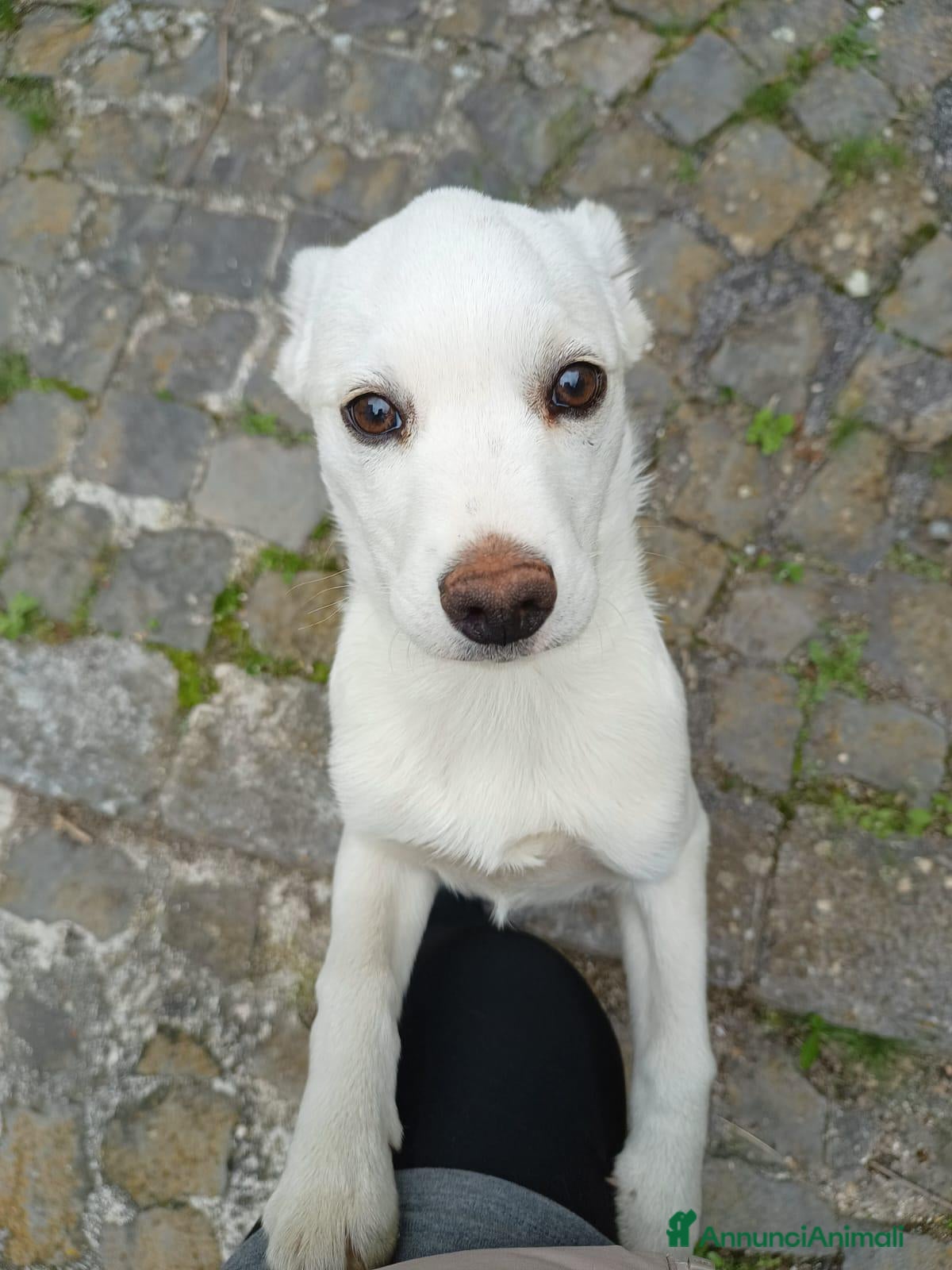 Meticcio cani Cucciola 4 mesi taglia media - Annuncio 1