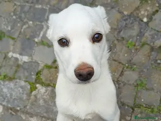 Meticcio cani Cucciola 4 mesi taglia media - Annuncio 1