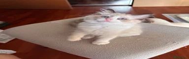 Ragdoll 3
