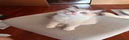 Ragdoll gatti in vendita: Cuccioli Ragdoll Udine - Annuncio 3