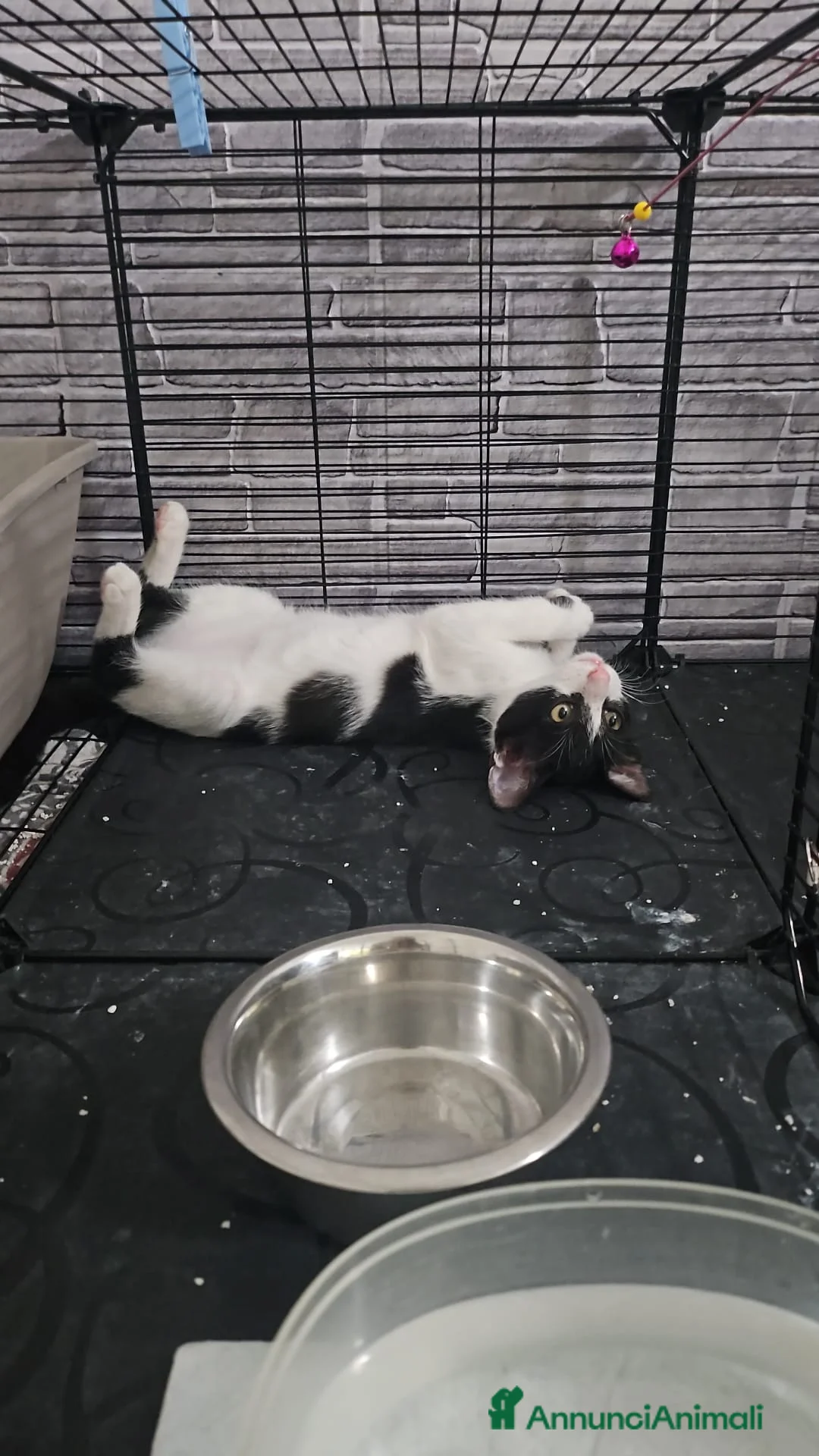 Altre razze gatti in regalo: TOKYO CERCA CASA 🏡  - Annuncio 3
