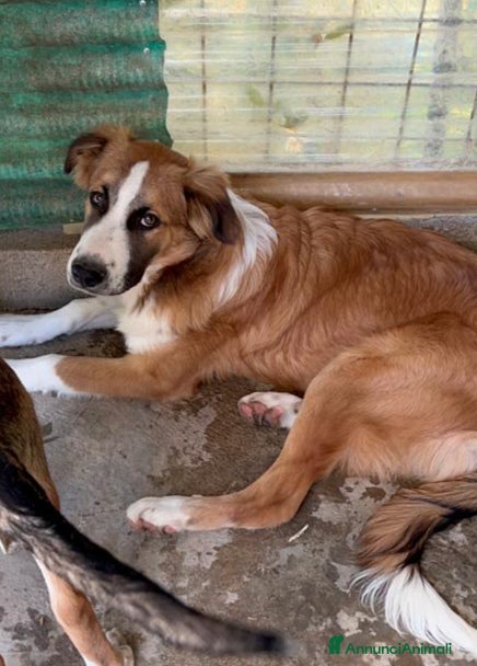Meticcio cani Tobia quasi 2anni BELLO,BUONO,INVISIBILE! SICILIA a Città metropolitana di Milano - Annuncio 38