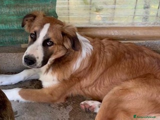 Meticcio cani Tobia quasi 2anni BELLO,BUONO,INVISIBILE! SICILIA a Città metropolitana di Milano - Annuncio 1