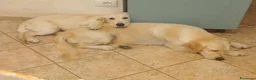 Golden Retriever cani in vendita: Cucciolo maschio Golden retriever  - Annuncio 2