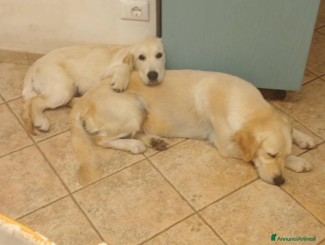Golden Retriever cani in vendita: Cucciolo maschio Golden retriever  - Annuncio 2