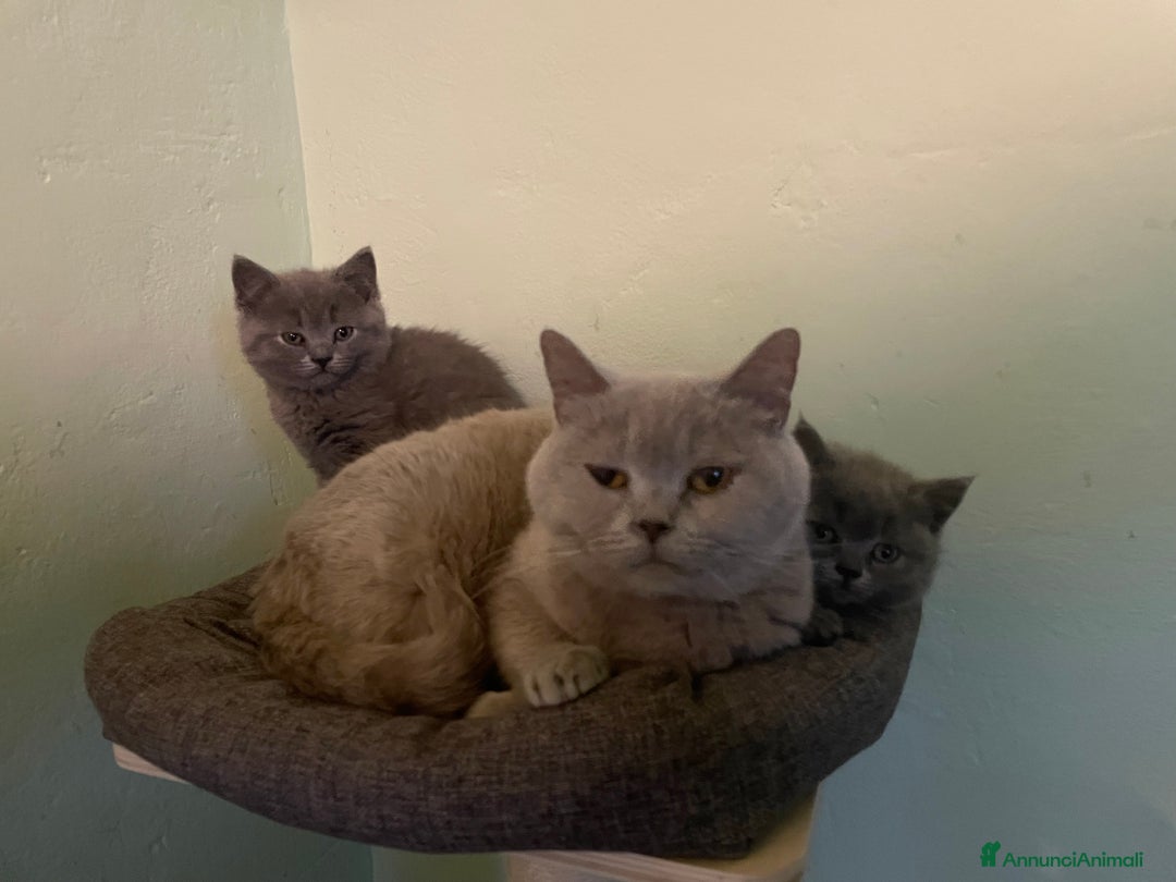 British gatti in vendita: Cucciolo British Femmina Manto Blu - Annuncio 4