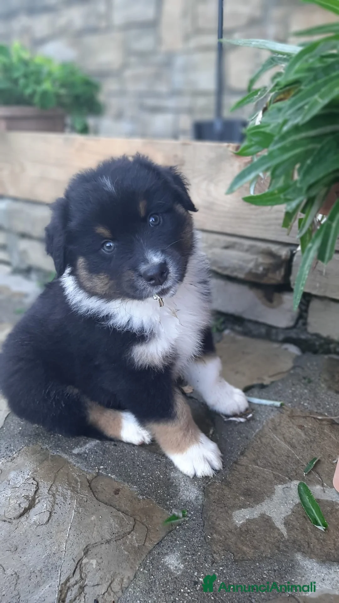 Australian Shepherd cani in vendita: Cuccioli black tricolore  - Annuncio 2