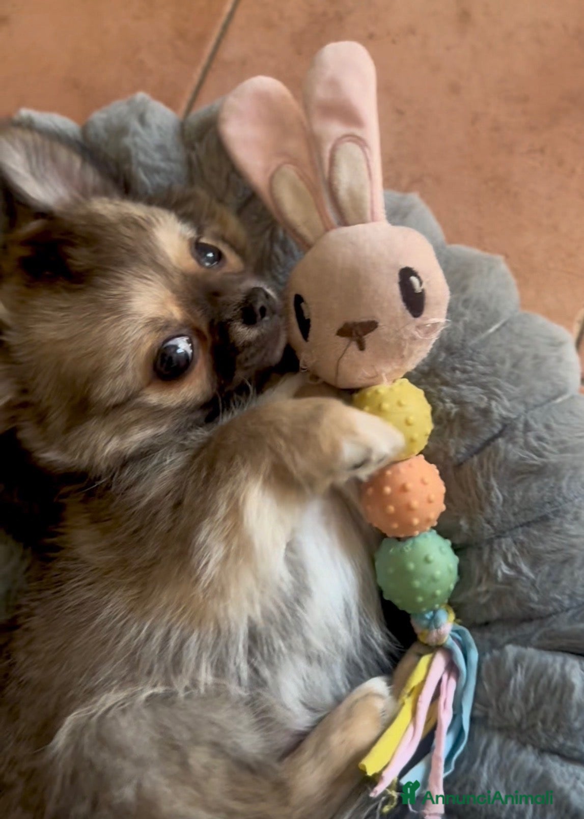 Chihuahua cani cucciolo di chiahuahua wolf sable mascherina nera - Annuncio 1