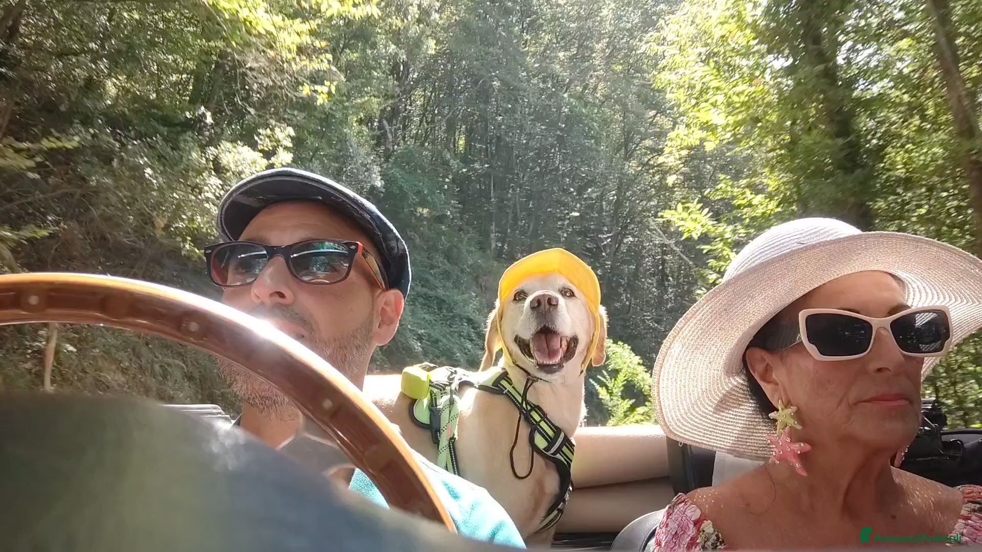 Meticcio cani Rusty al galoppo! - Annuncio 1