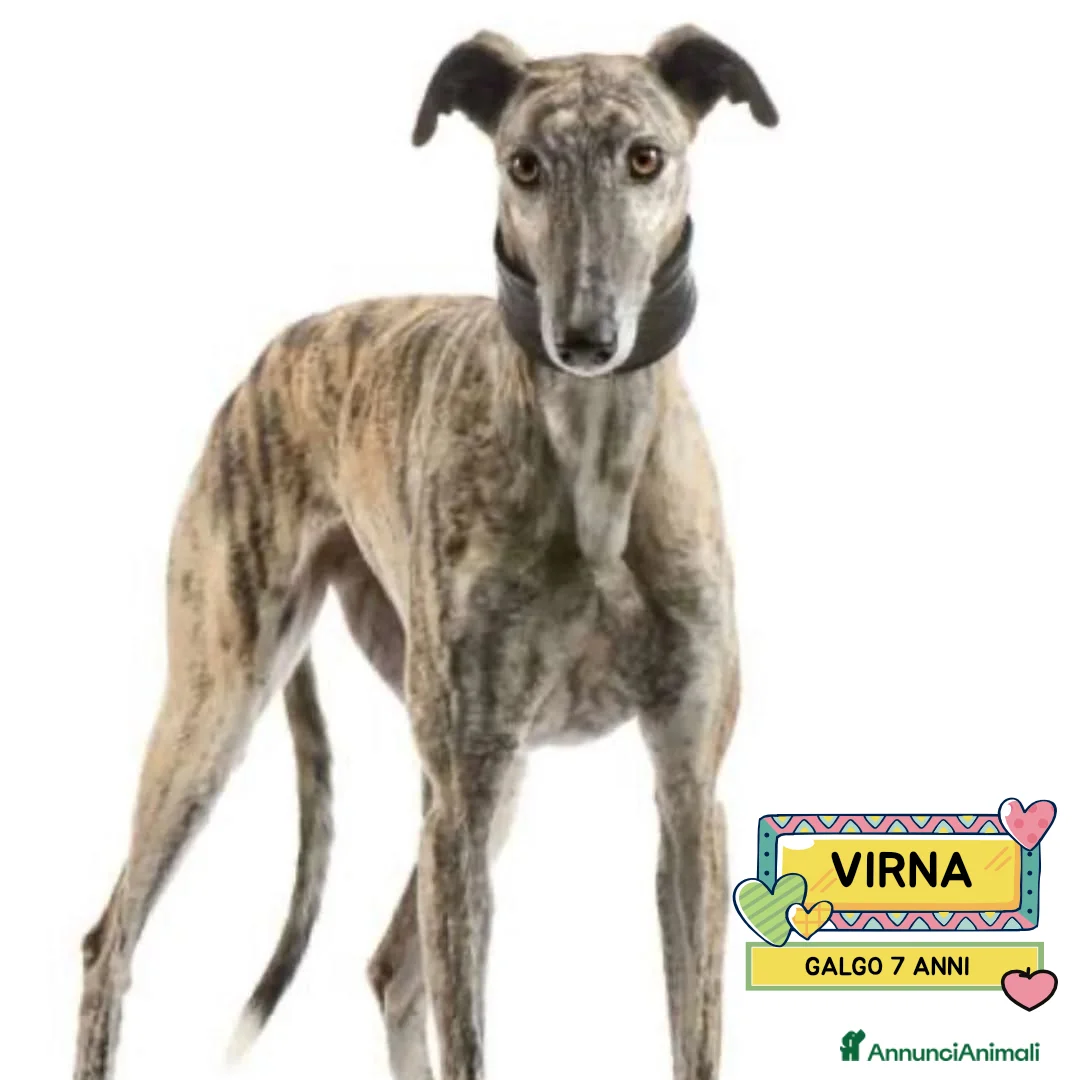 Altre razze cani in regalo: VIRNA galgo spagnolo 7 anni cerca casa  - Annuncio 1