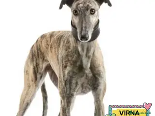 Altre razze cani VIRNA galgo spagnolo 7 anni cerca casa - Annuncio 1
