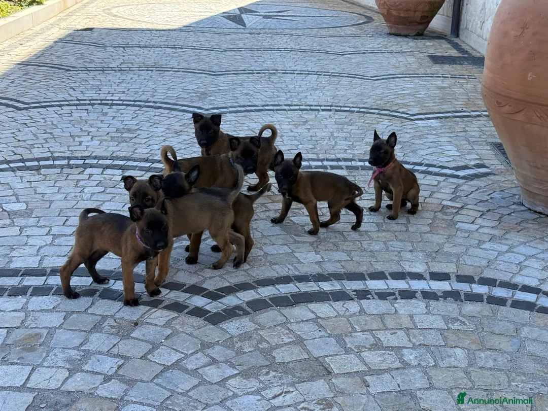 Pastore Belga cani in vendita: Pastore Belga Malinois a Provincia dell'Aquila - Annuncio 5