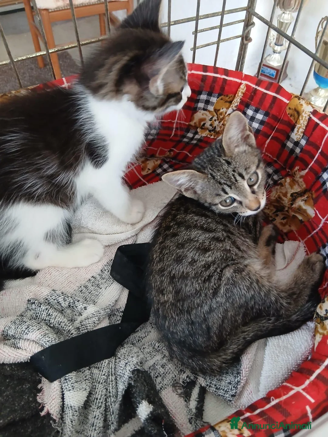 Meticcio gatti in regalo: Due fratellini cercano casa a Città metropolitana di Milano - Annuncio 2