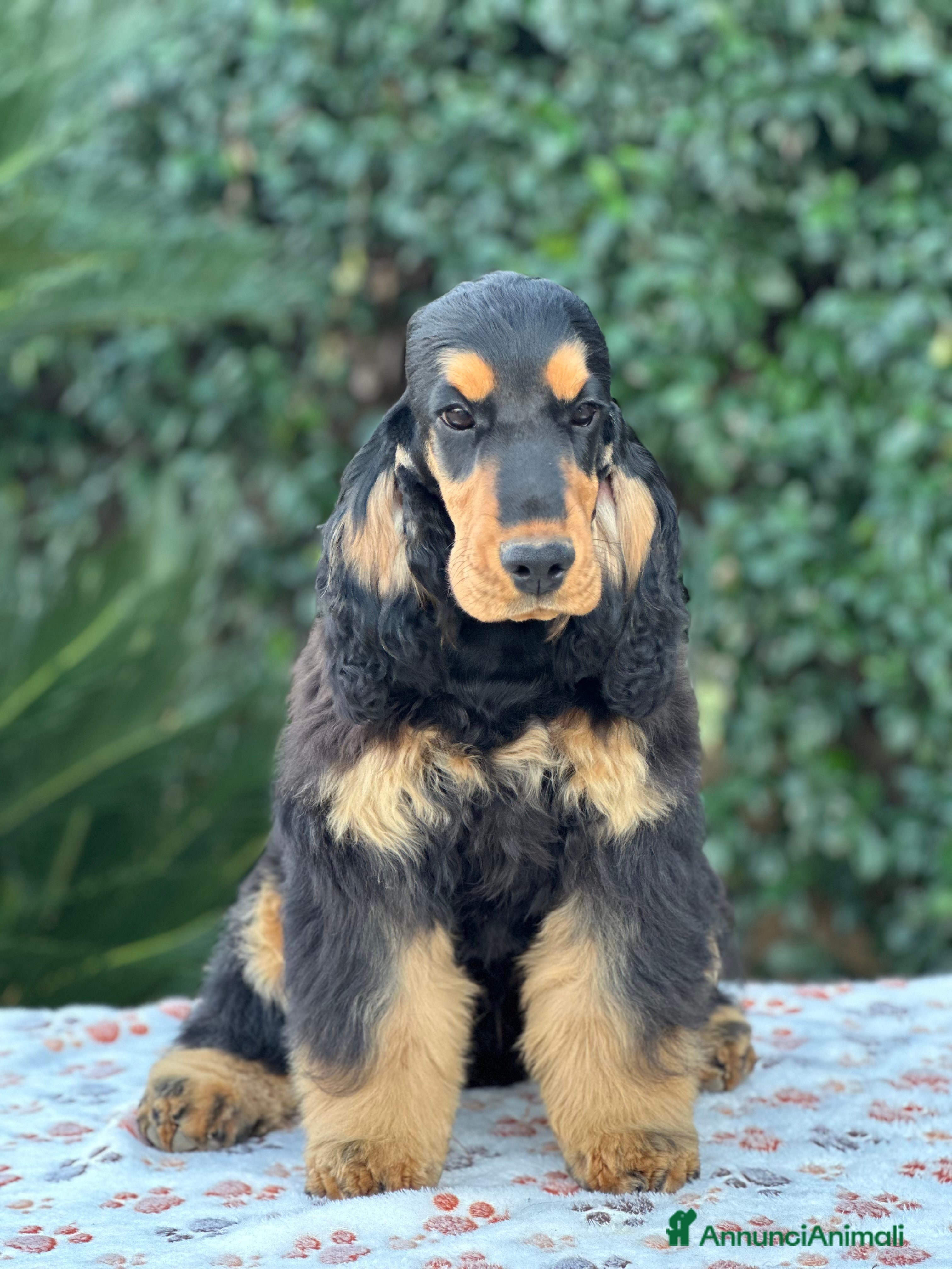 Cocker cani Cocker spaniel inglese  - Annuncio 2