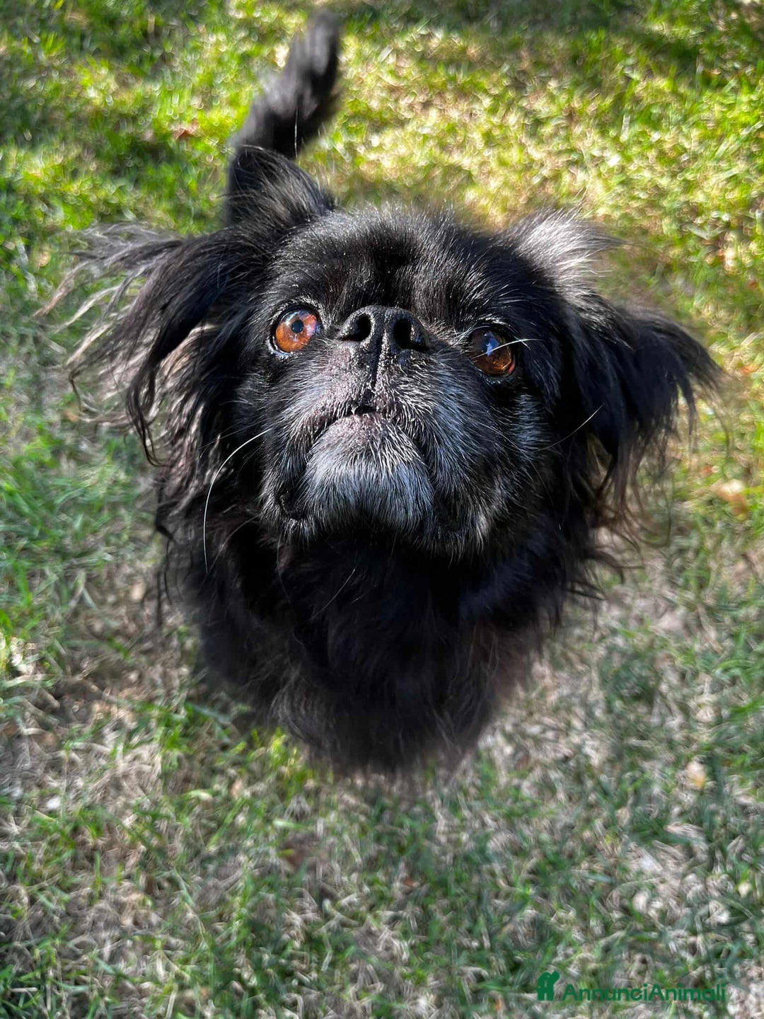 Pechinese cani in regalo: BRAD e ANGELINA, piccoli PECHINESI cercano casa! - Annuncio 13