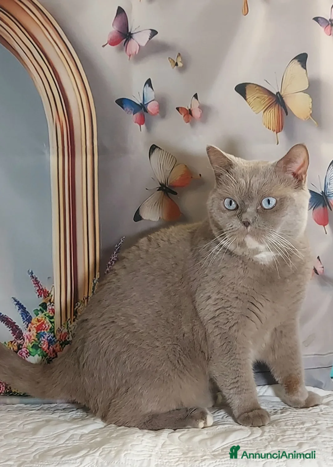 British gatti in vendita: British Shorthair Gerry  - Annuncio 2