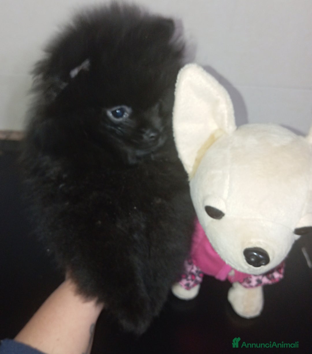 Volpino Pomerania cani in vendita: CUCCIOLA DI POMERANIA  - Annuncio 4