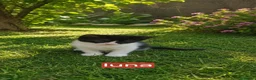 Meticcio gatti in regalo: Gattini - Annuncio 4