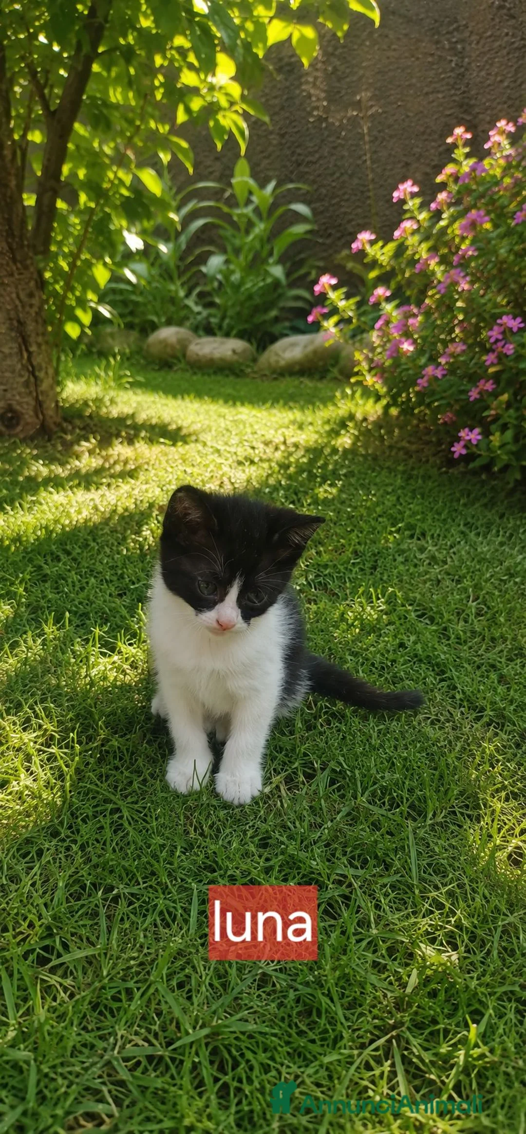 Meticcio gatti in regalo: Gattini - Annuncio 4