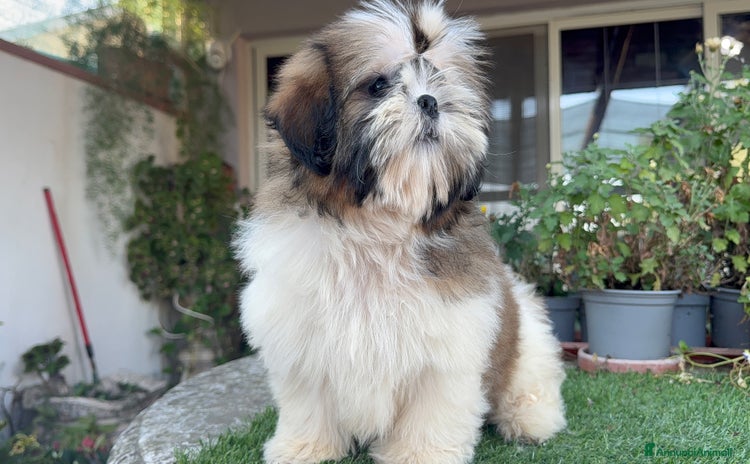 Shih Tzu cani a Libero consorzio comunale di Siracusa - Annuncio 3