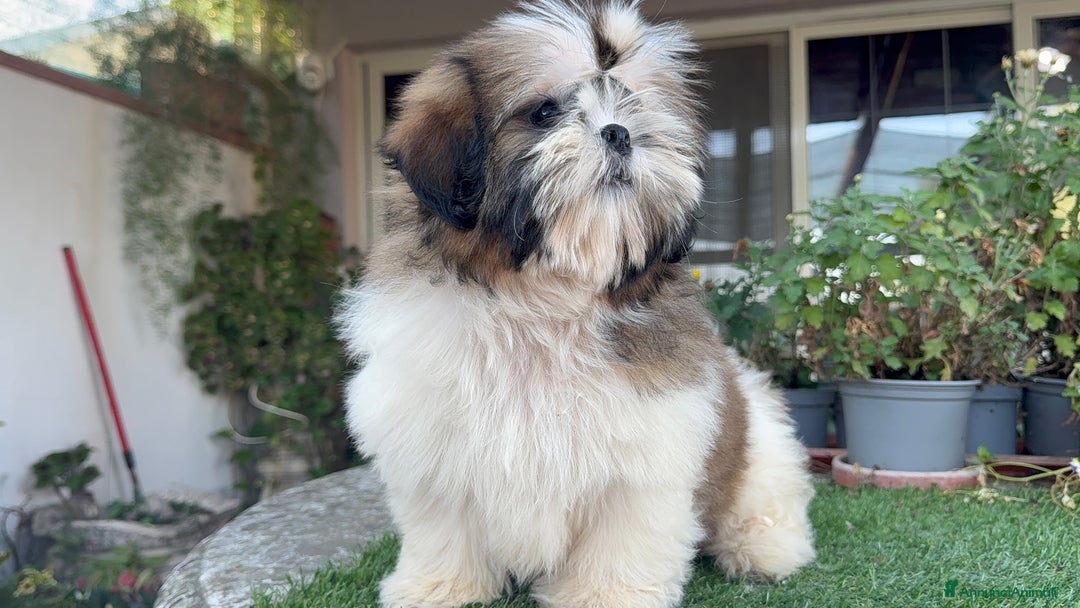 Shih Tzu cani in vendita: Shih tzu o shitzu  a Libero consorzio comunale di Siracusa - Immagine 1