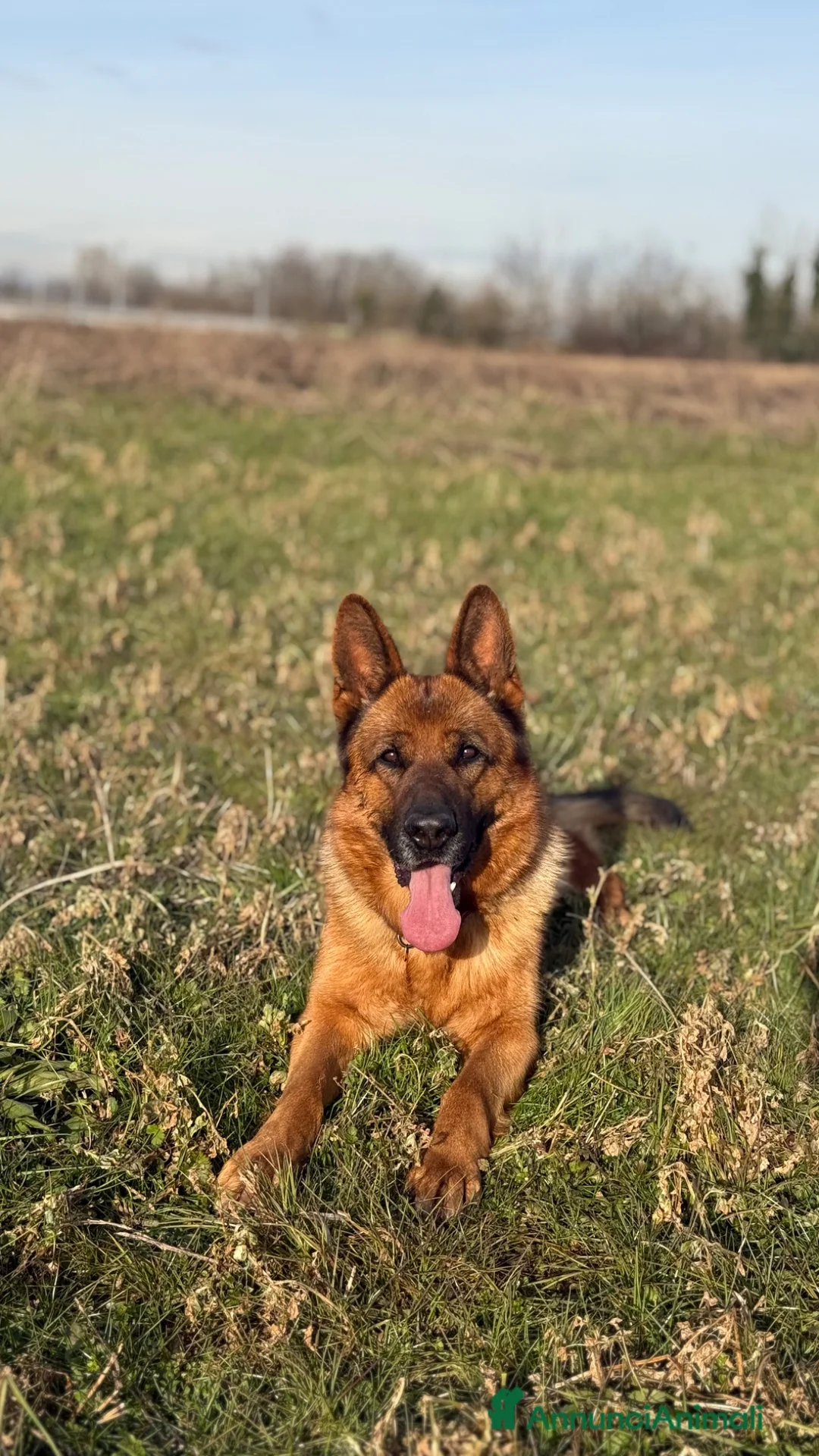 Pastore Tedesco cani in vendita: Cuccioli di pastore tedesco  a Provincia di Varese - Annuncio 7
