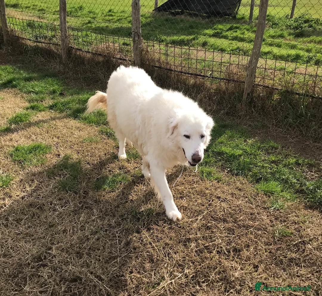 Pastore Maremmano cani in regalo: BATUFFOLOSO RUSSELL a Provincia di Latina - Annuncio 9