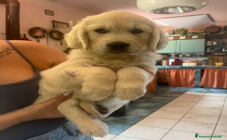 Golden Retriever cani - Annuncio 4
