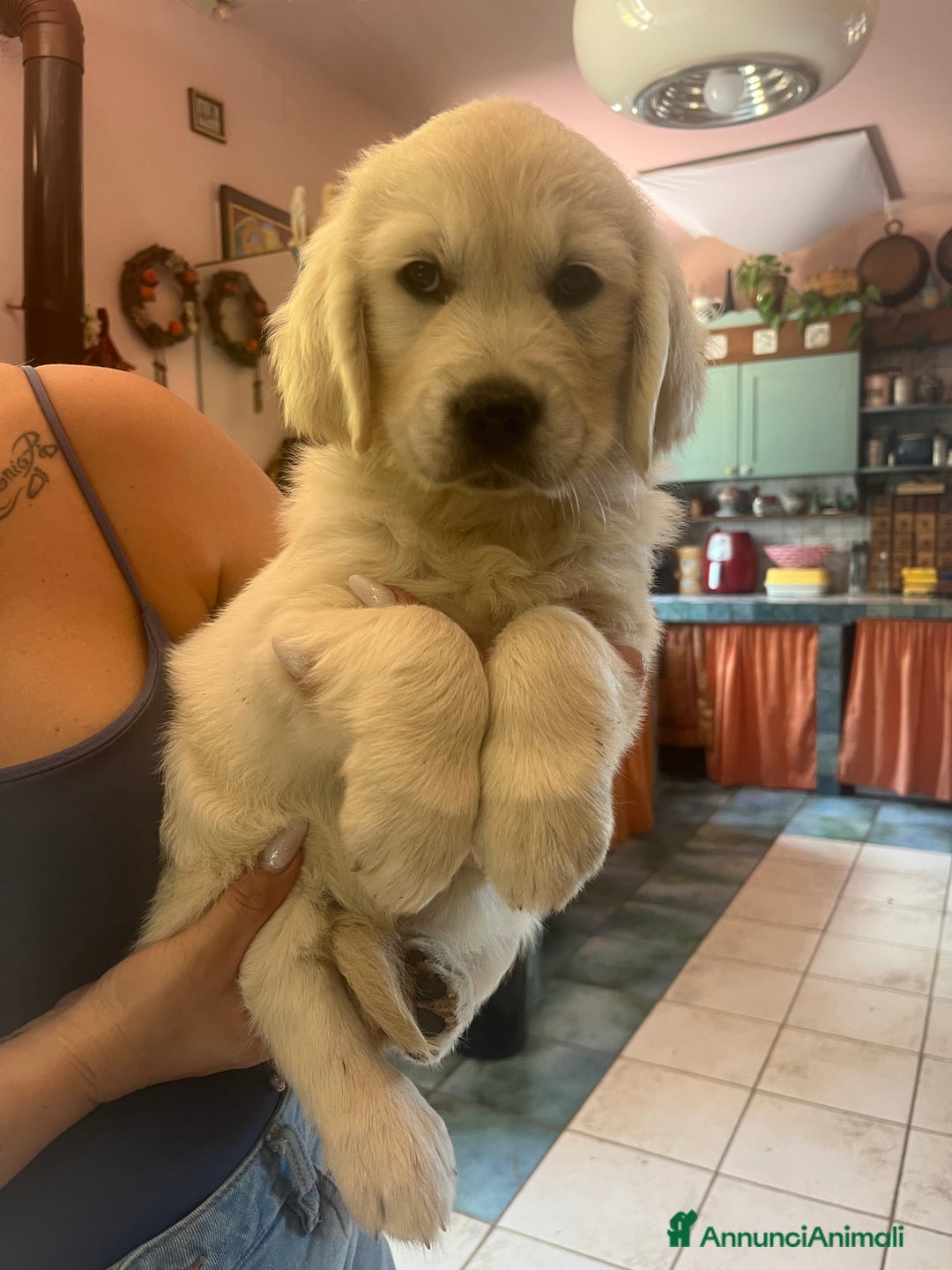 Golden Retriever cani in vendita: Cuccioli di Gold Retriever con pedigree  - Immagine 1