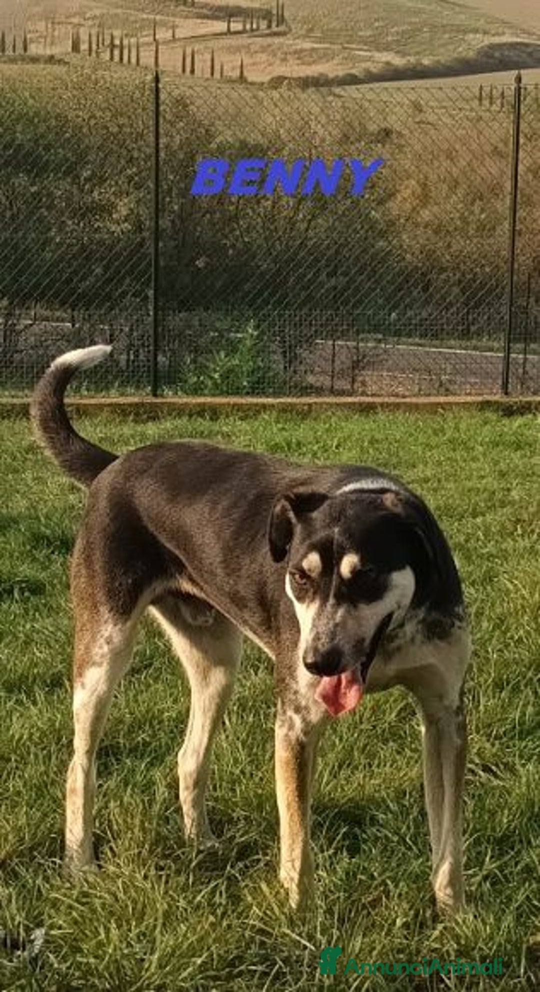 Meticcio cani in regalo: BENNY bel timidino! - Annuncio 3