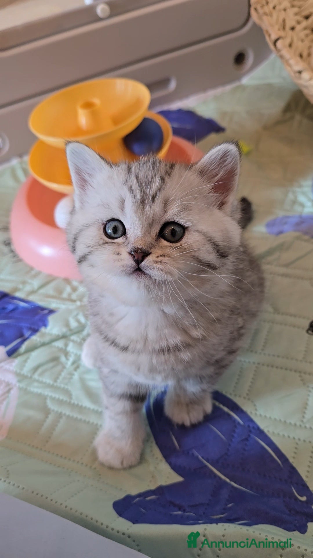 Scottish gatti Scottish Fold e straight silver - Annuncio 4