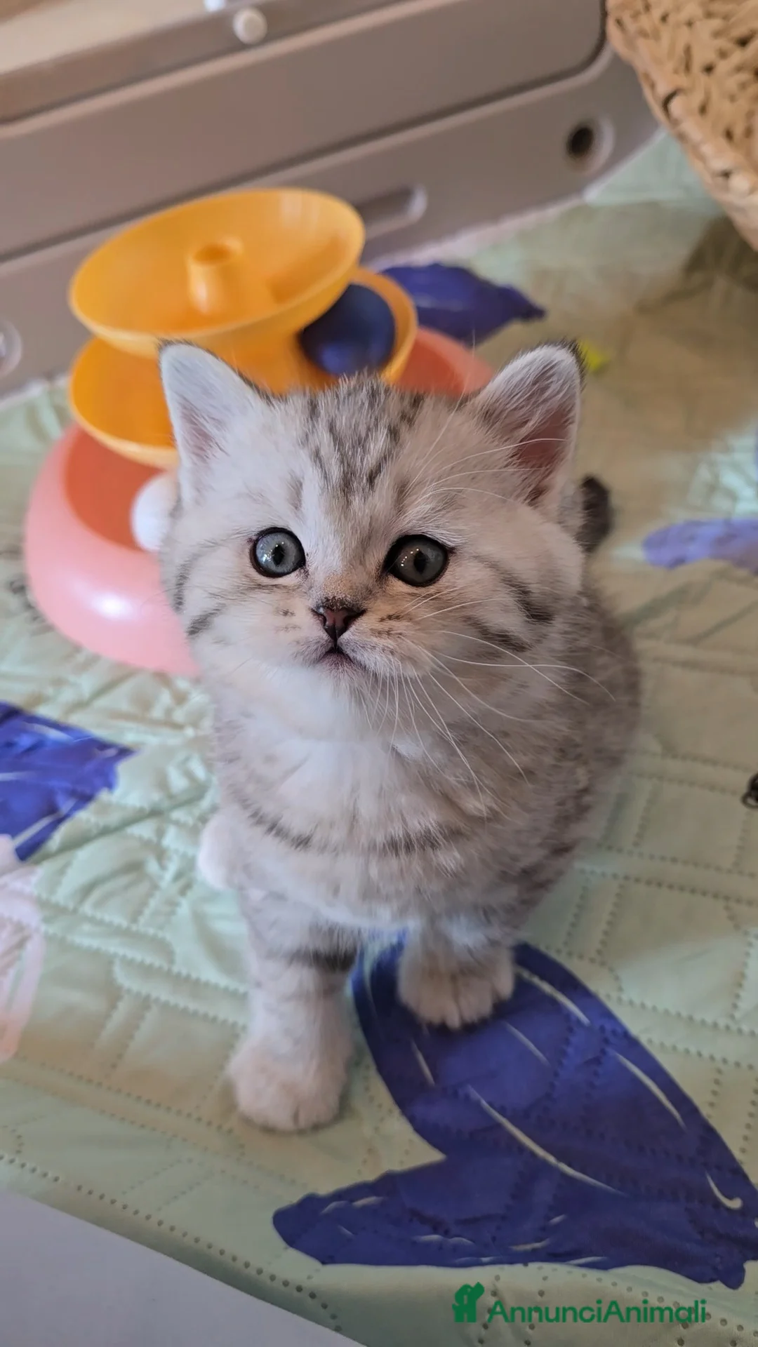 Scottish gatti in vendita: Scottish Fold e straight silver - Annuncio 2