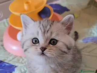 Scottish gatti Scottish Fold e straight silver - Annuncio 20