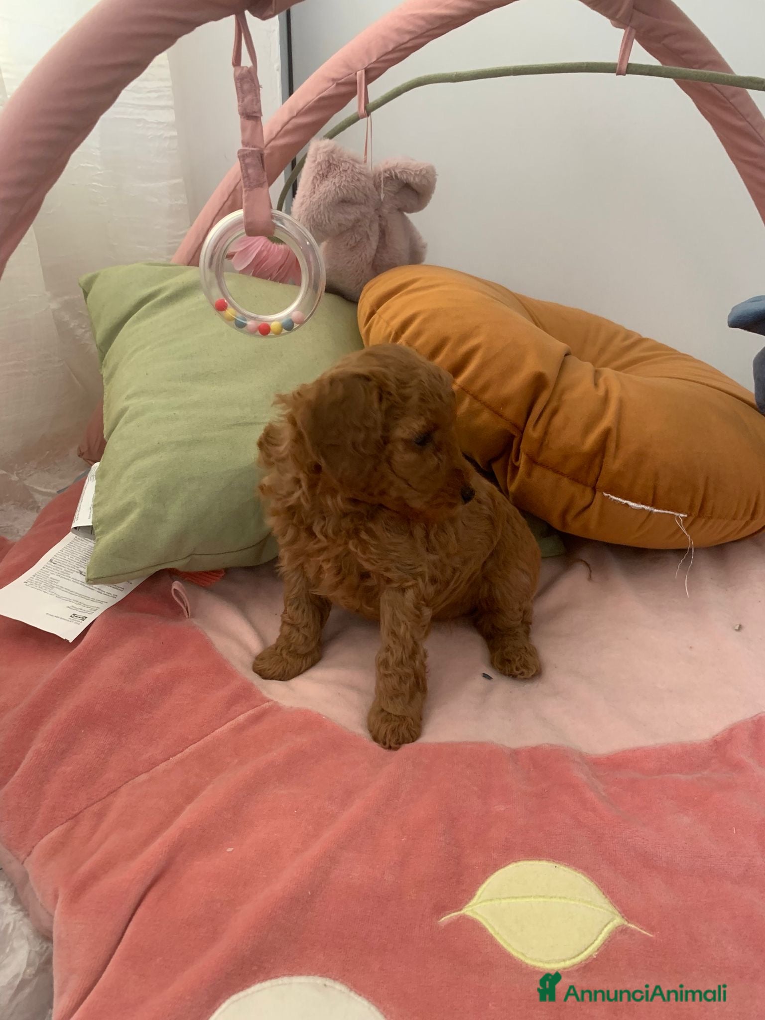 Barboncino cani Barboncini fulvi toy e nani con Pedigree - Annuncio 2