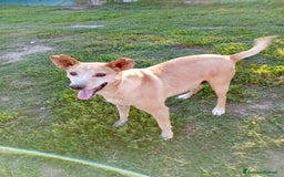 Meticcio cani in regalo: TOBIA URGENTE ADOZIONE DEL CUORE - Immagine 3