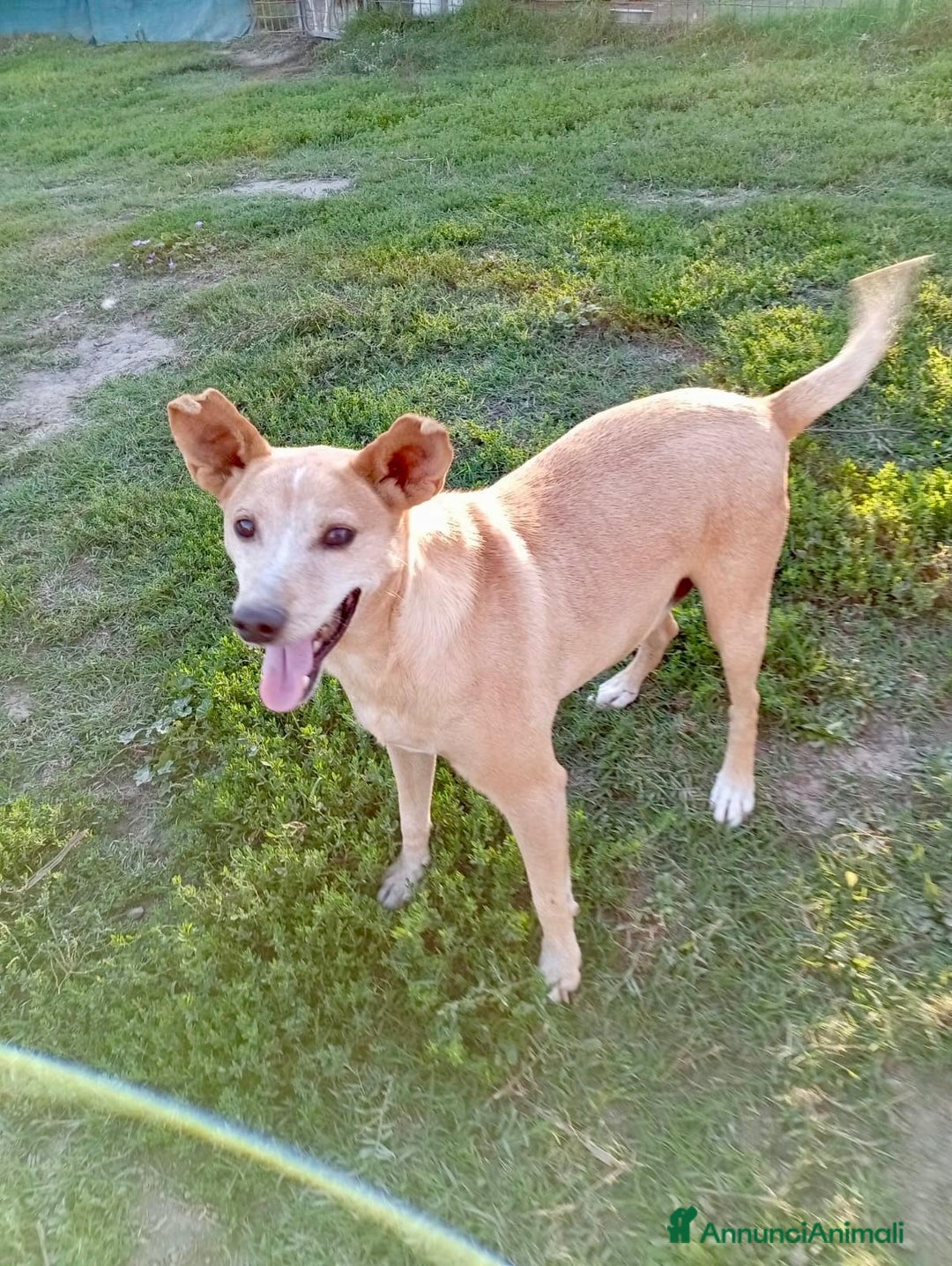 Meticcio cani in regalo: TOBIA URGENTE ADOZIONE DEL CUORE - Annuncio 3