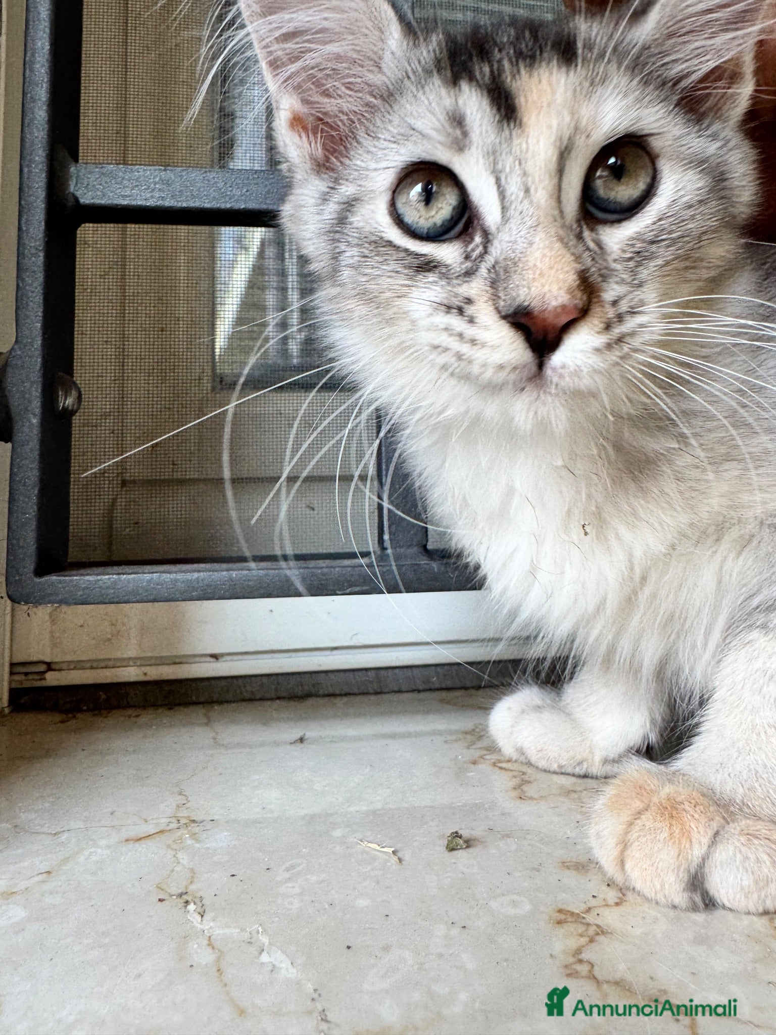 Maine Coon gatti Cucciola Maine coon shaded pedigree tre rate - Annuncio 1