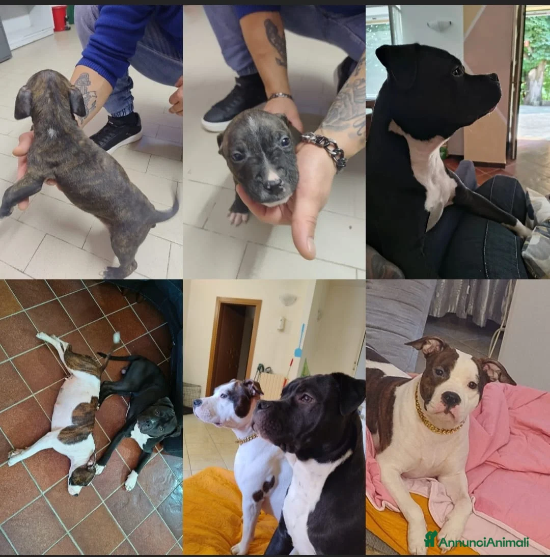 American Staffordshire cani in vendita: Cuccioli di amstaff - Annuncio 5
