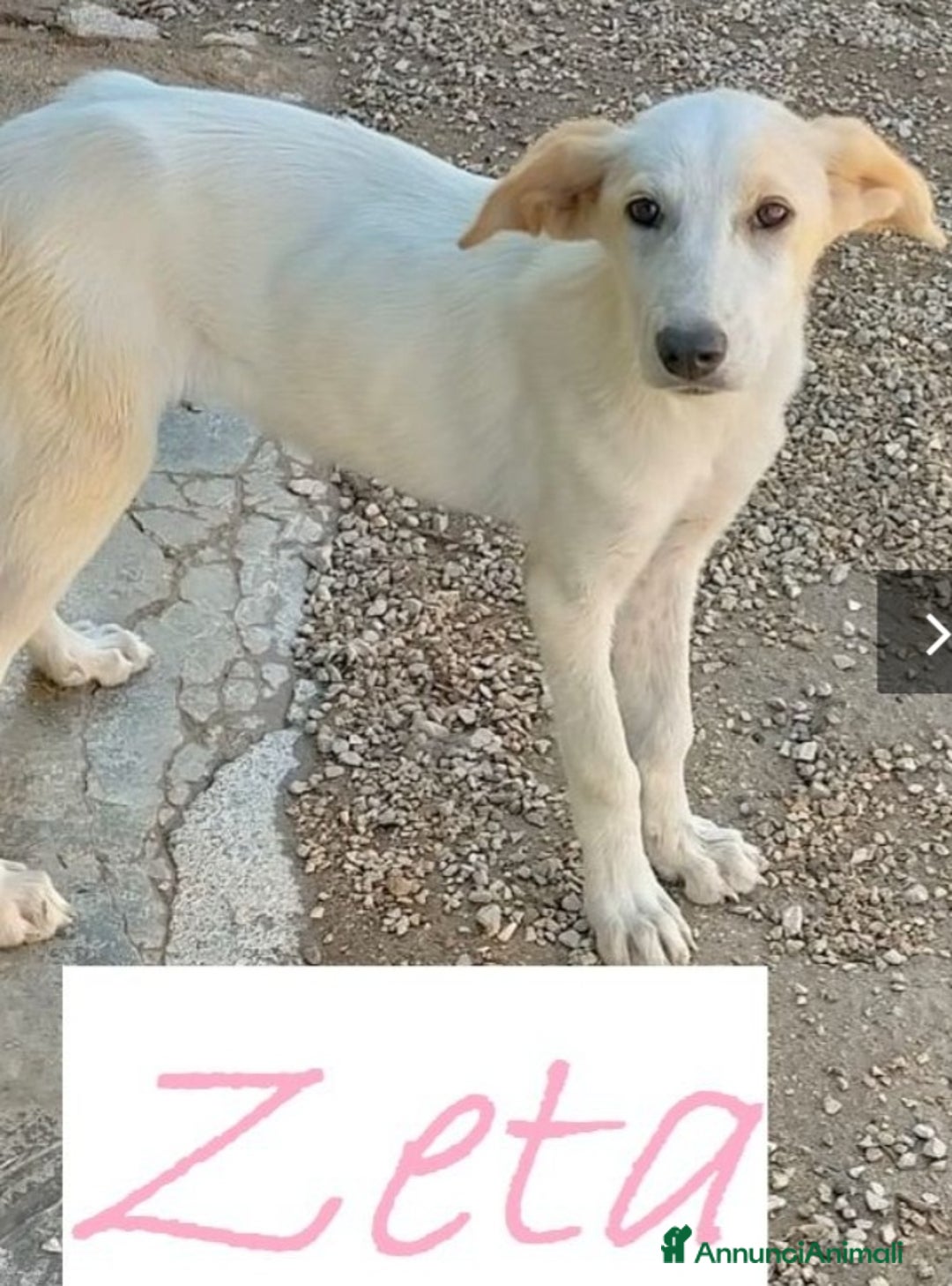 Meticcio cani in regalo: 1anno pelo chiaro femmina salita mesi fa!COMO SOS a Città metropolitana di Milano - Annuncio 1