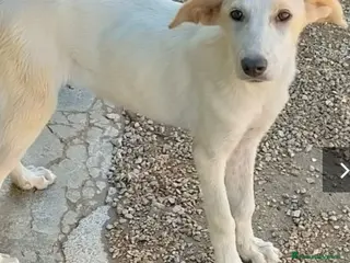 Meticcio cani 1anno pelo chiaro femmina salita mesi fa!COMO SOS a Città metropolitana di Milano - Annuncio 38