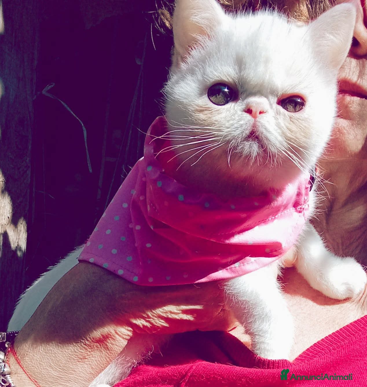 Exotic Shorthair gatti Cuccioli Exotic short hair/persiano bianco - Annuncio 9