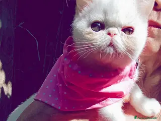 Exotic Shorthair gatti Cuccioli Exotic short hair/persiano bianco - Annuncio 9