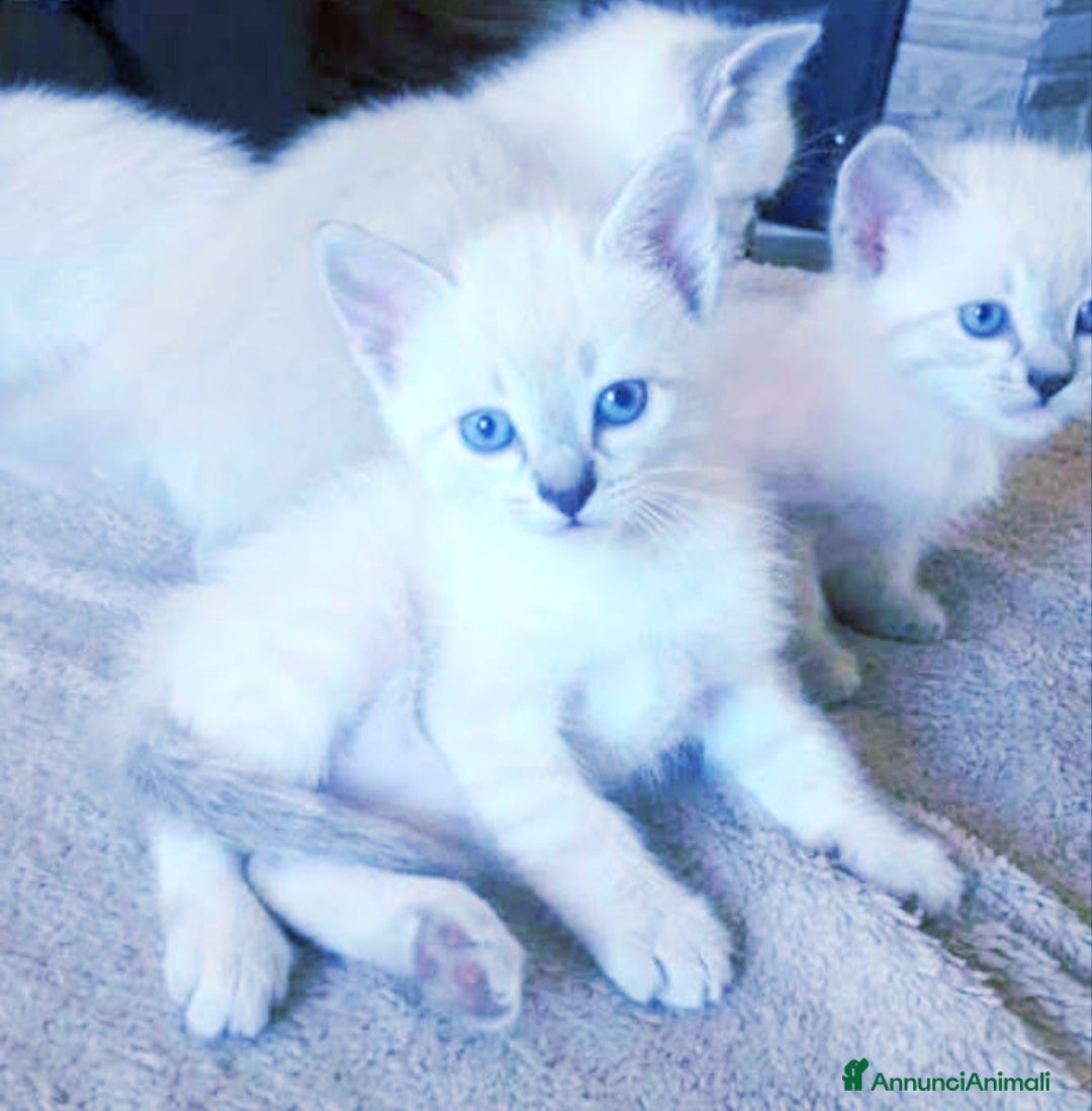Siamese gatti Gattini Siamesi tabby point  - Annuncio 8