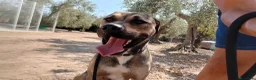 Meticcio cani in regalo: Bobby, fedele e affettuoso, aspetta solo te a Provincia di Padova - Annuncio 16
