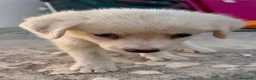 Meticcio cani in regalo: AURORA 🩷 UN BATUFFOLO DI CORAGGIO - Annuncio 4